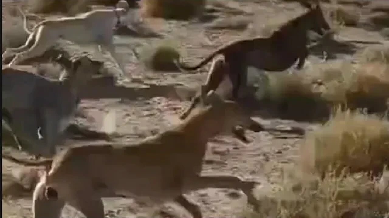 Galgos persiguiendo Liebres | 😱 Greyhounds chasing Hare Rabbit 🐇 | صيد الارنب البري بالسلوقي 狗追狐狸