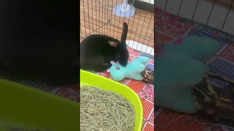 Bunny having affection with its toy 🧸 | Rabbit lick 👅