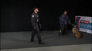 US Navy Security Forces