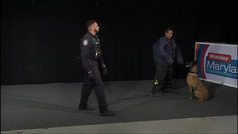 US Navy Security Forces