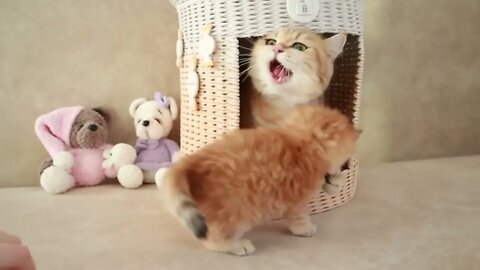 Mom Cat playing and talking to her Cute Meowing baby Kittens