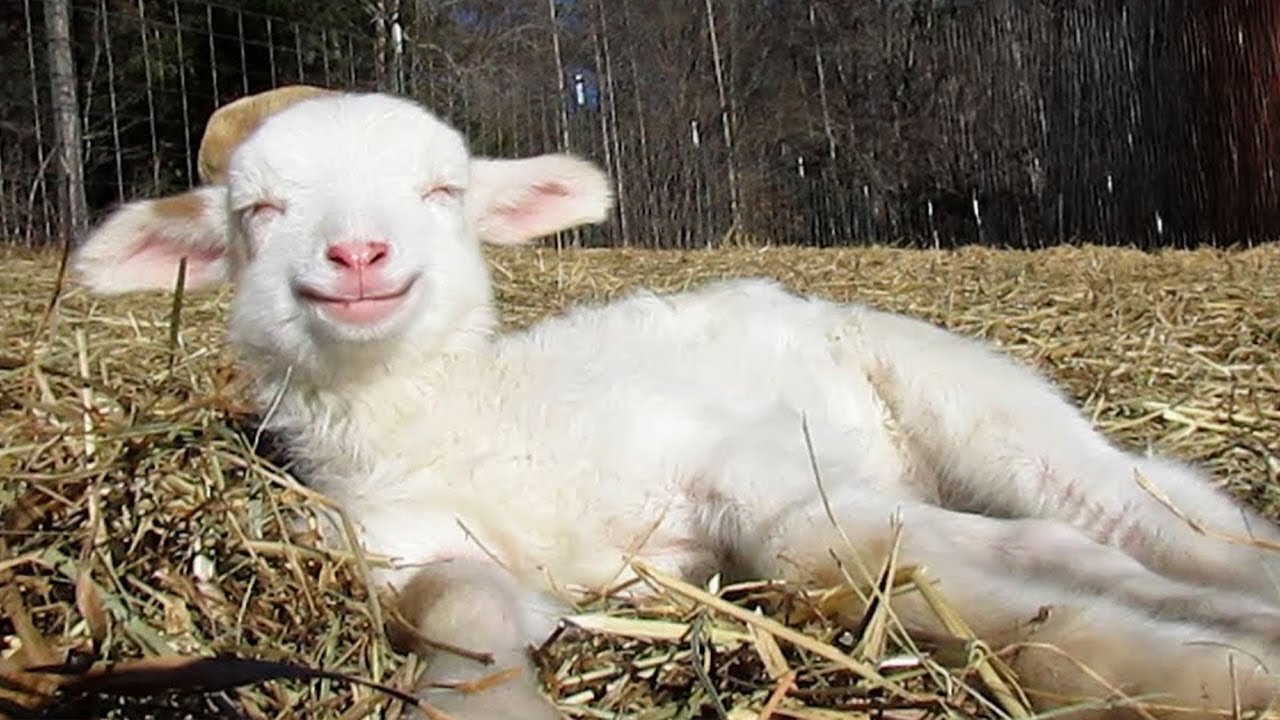 ℹ️ Funny animals 2024😆 - Funniest Cats and Dogs Video🐕