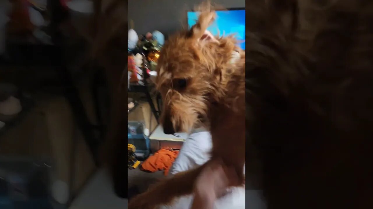 When dogs attack. #dog #dogo #dogs #doggo #doggy #doggie #attack #play #playing