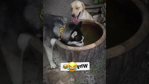 What are you doing 😂For Dogs Lover & Dogs Owner