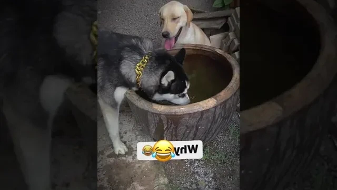 What are you doing 😂For Dogs Lover & Dogs Owner