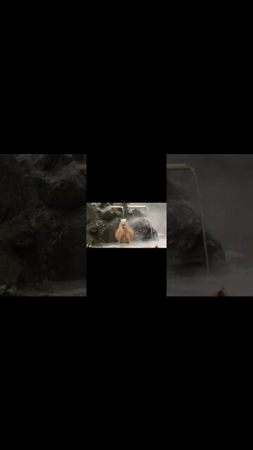 ok i pull up capybara but it's Future Bounce