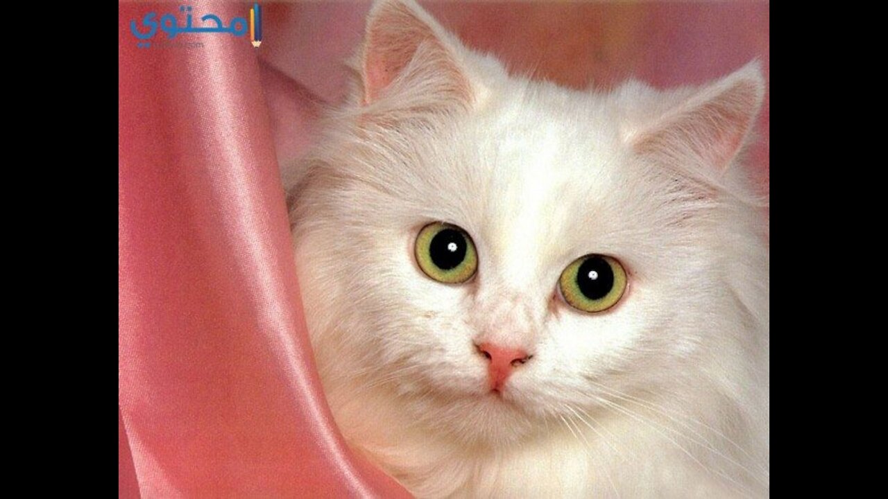 The most funny clips for cats,