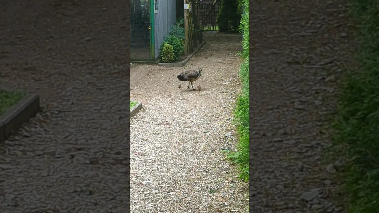 Female peackock with her chicks
