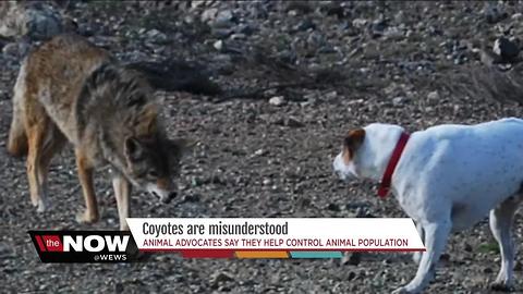 Are coyotes misunderstood creatures?