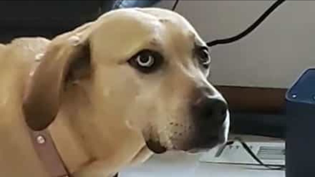 Dog clearly disapproves of virtual reality game