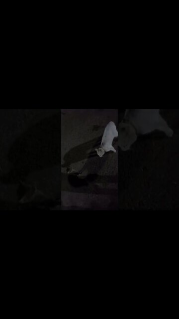 domination of cats for the territory