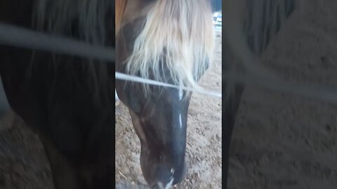 curious horse