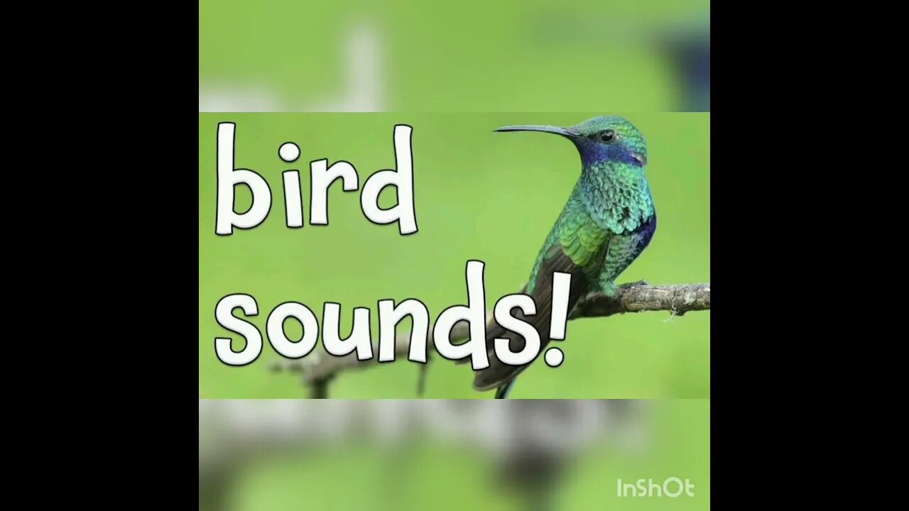 Relaxing Birds sound