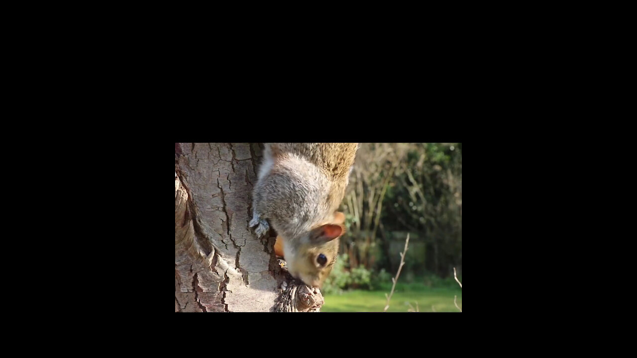 Gray squirrel eats the fruits of trees