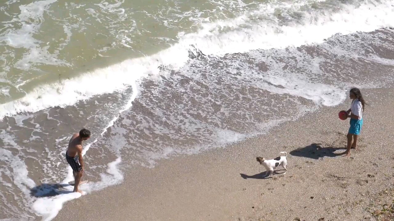 A dog playing with his companions