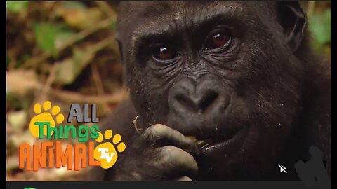 Gorilla ,Animals for kids All things Animal Tv