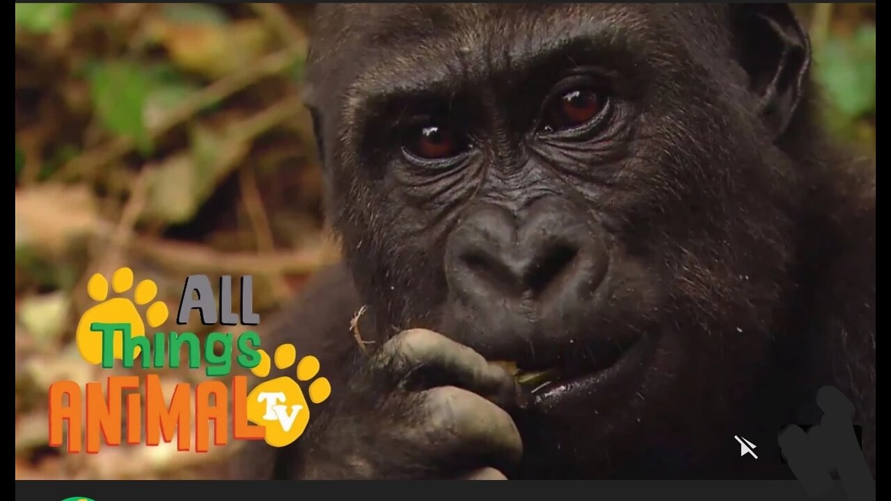 Gorilla ,Animals for kids All things Animal Tv