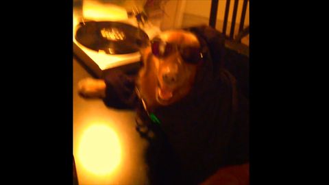 DJ Dog Drops The Beat