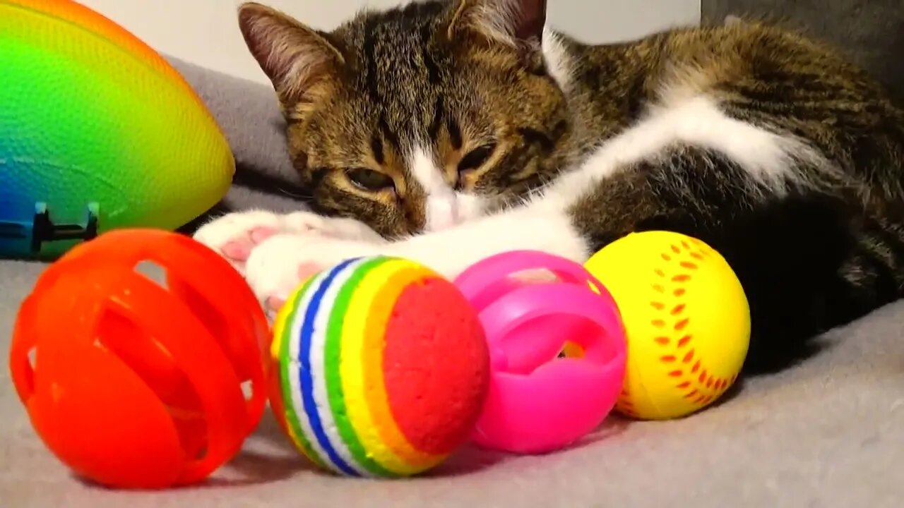 Cute Cat Guards His Toys