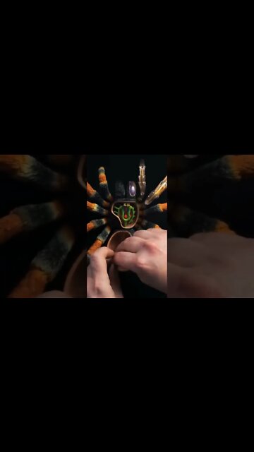 Let's Put Together a TARANTULA!