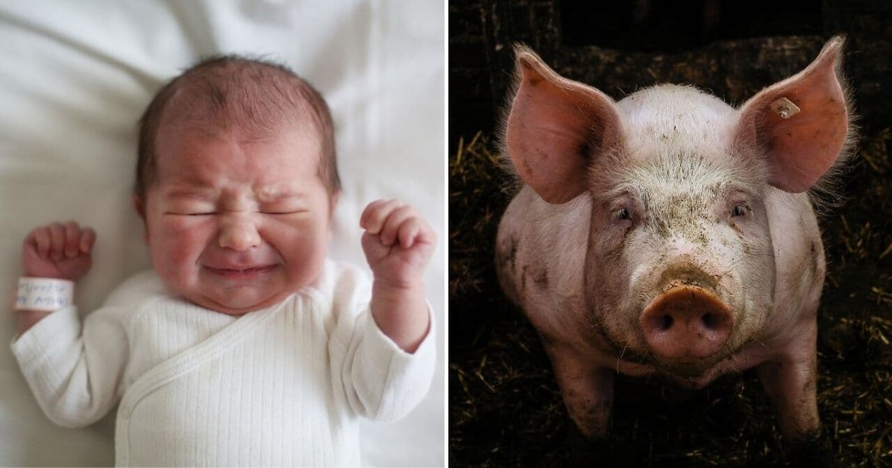 Senate Dems reject ban on certain types of human-animal hybrid experiments
