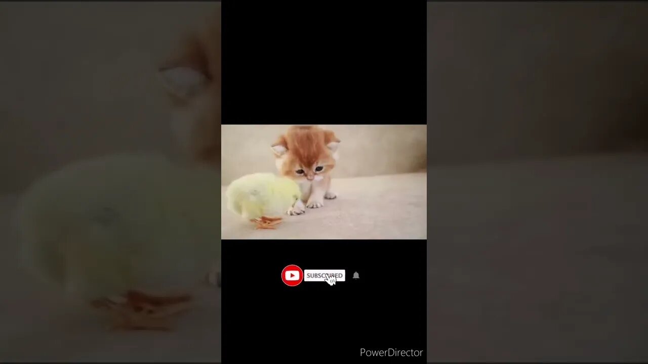 The funniest animals / Fun with cats and dogs @chcreation moratuwa