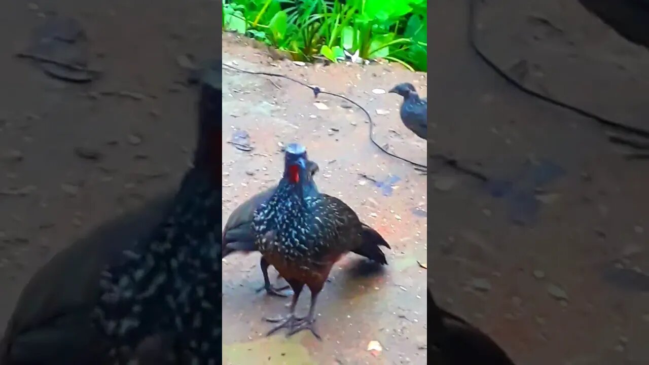 Jacu e também o seus filhotes em busca de comida