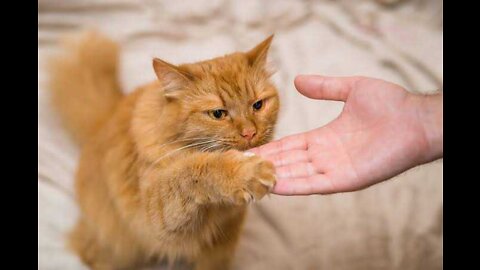 Cats 101 : Basic Training Tips For Your Cat