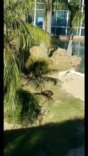 Seal rolling around cleaning itself
