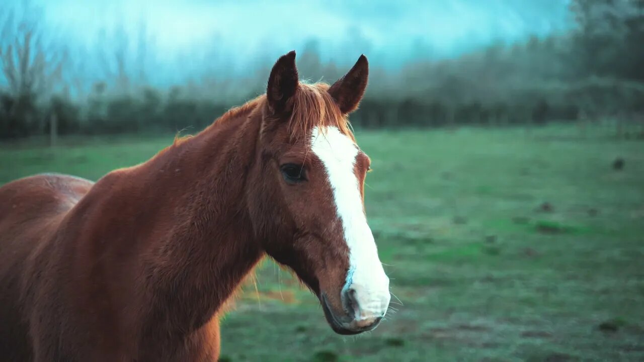 Shallow Focus of a Brown Horse | Free HD Video - No Copyright , Motion Graphics, Background