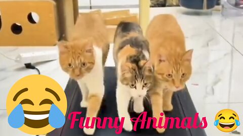 FUNNY & CRAZY CATS and DOGS 🐱🐶 Funniest Cute Animals Videos 2023