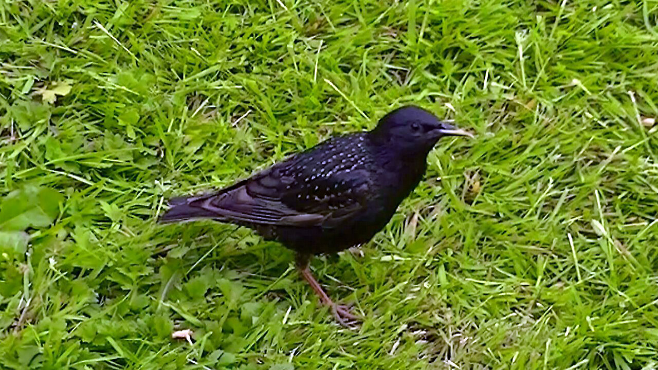 IECV NV #620 - 👀 Starlings Eating Bread In The Back Yard 6-9-2018