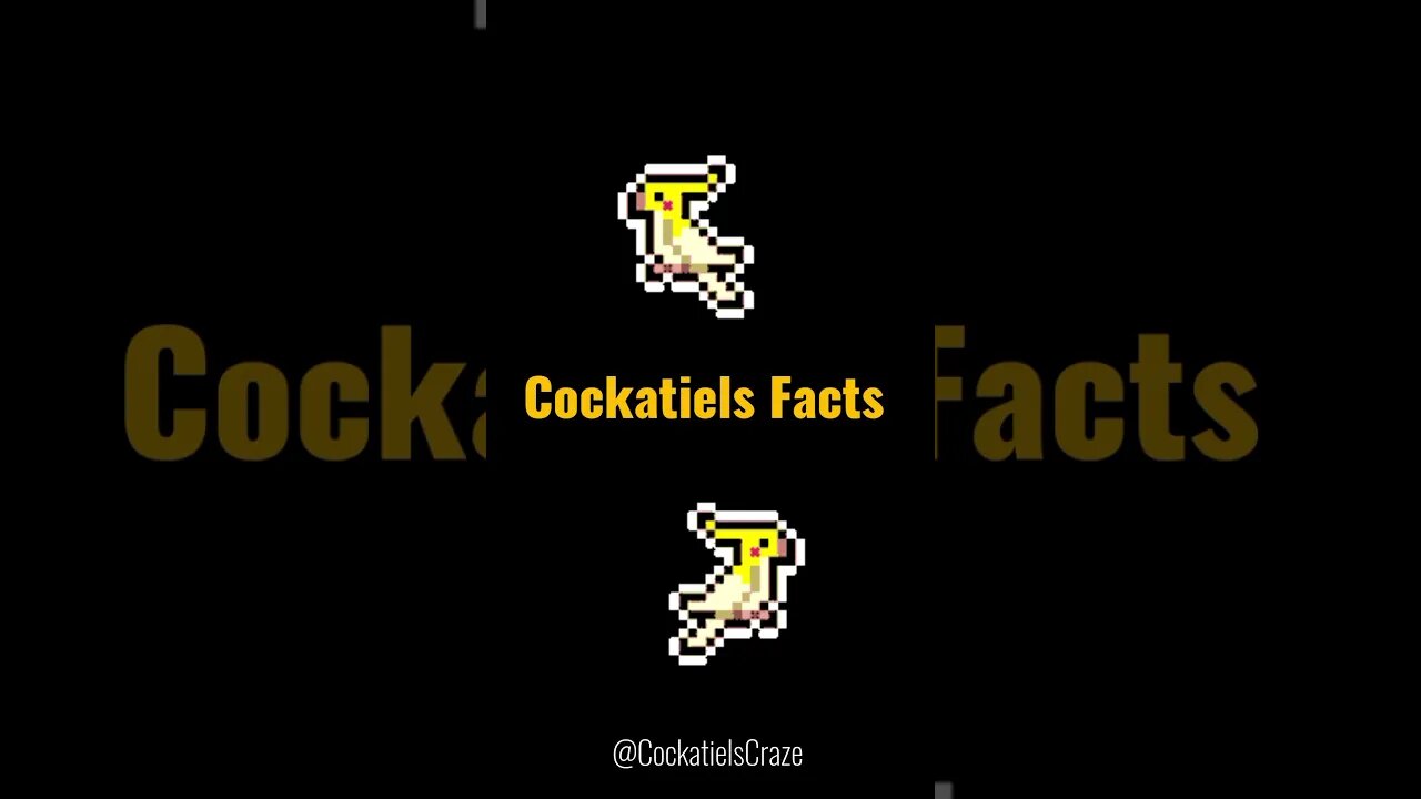 Unlocking the Colorful World of Cockatiels: Lutino Fact Revealed! | Cockatiels Craze