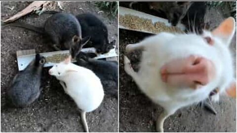 Wallaby albino saluta i turisti in un parco in Australia