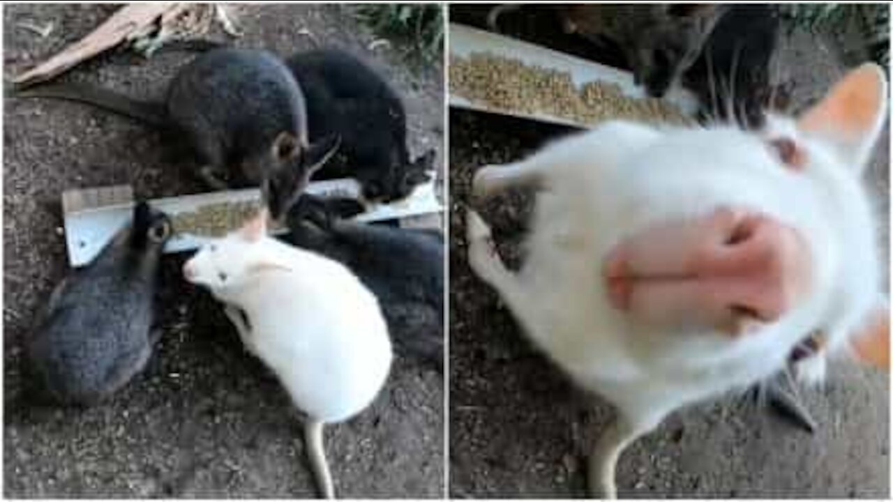 Wallaby albino saluta i turisti in un parco in Australia