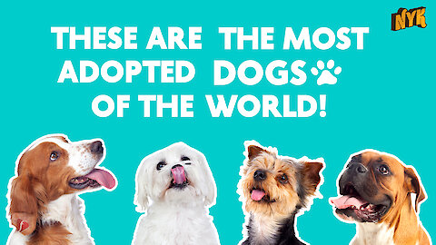 5 most adopted dog breeds