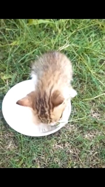 Kitten's Protest !! Sitting In Food Bowl Until She Gets her Food