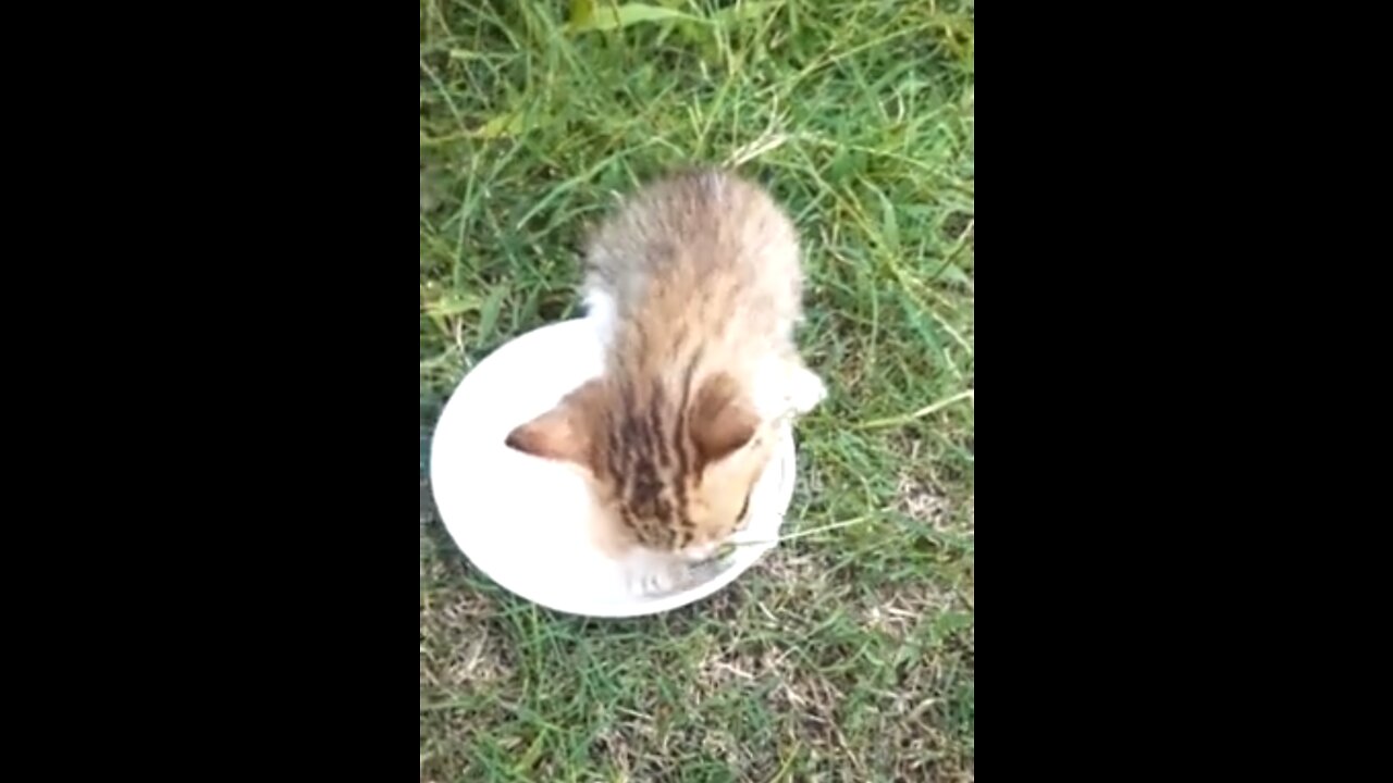 Kitten's Protest !! Sitting In Food Bowl Until She Gets her Food