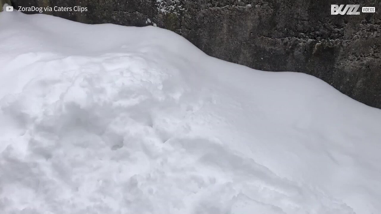 La neige est si épaisse que ce chien ne retrouve plus sa balle!