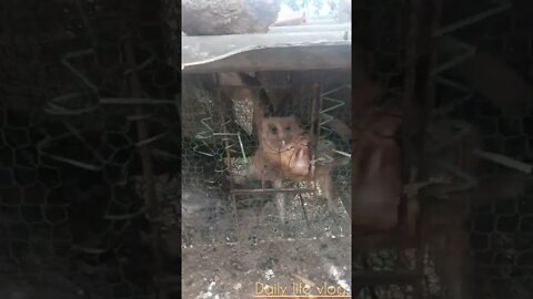 heaven and earth owls and pigs are raised