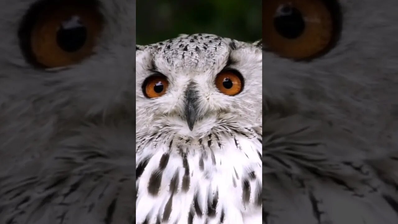 beautiful owl