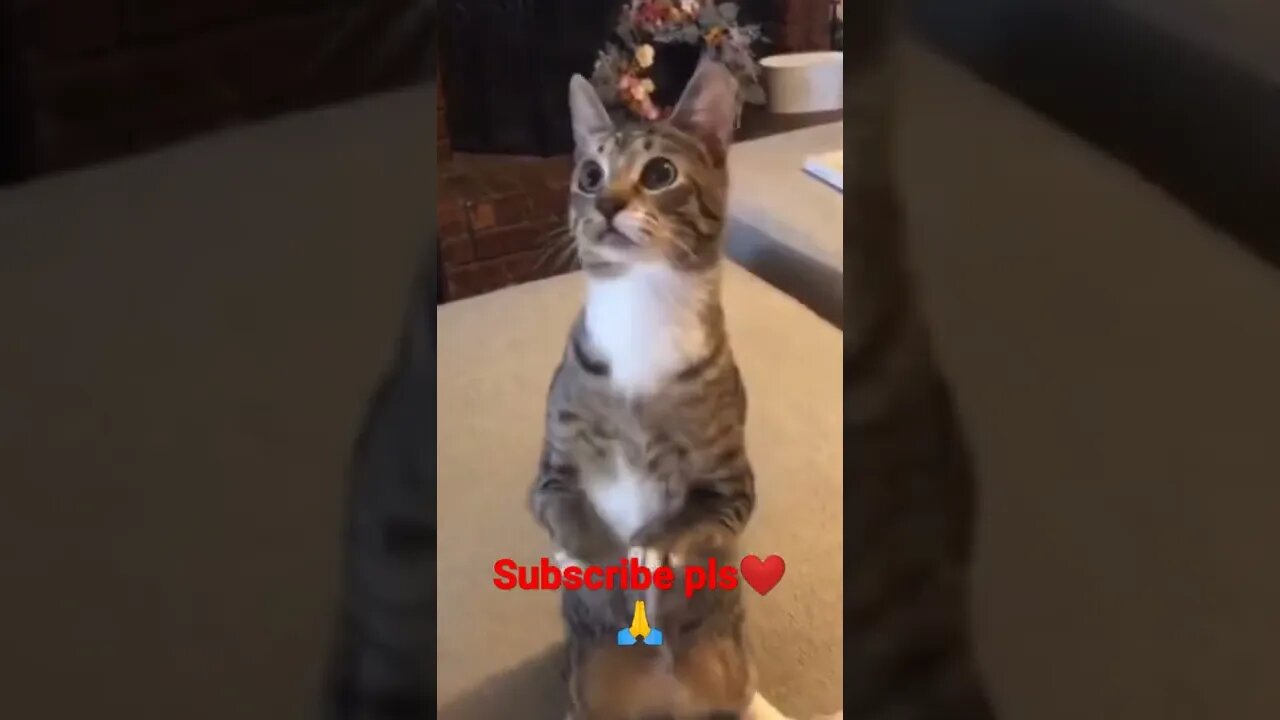 #youtubeshorts lovely cat❤️👈