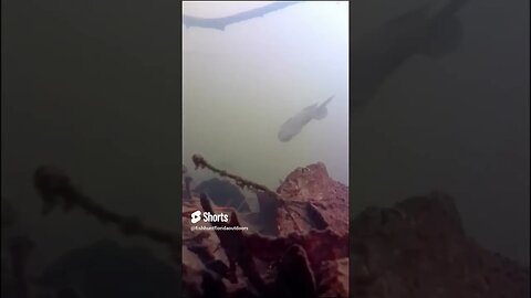 bluegill in a georgia pond