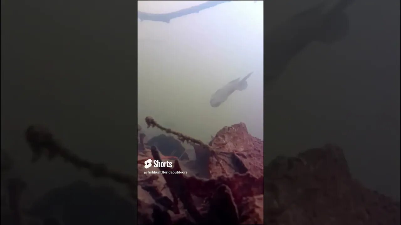 bluegill in a georgia pond
