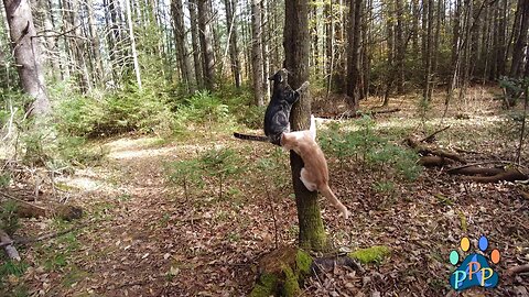 Season 3: Episode 1: Cat Adventures.
