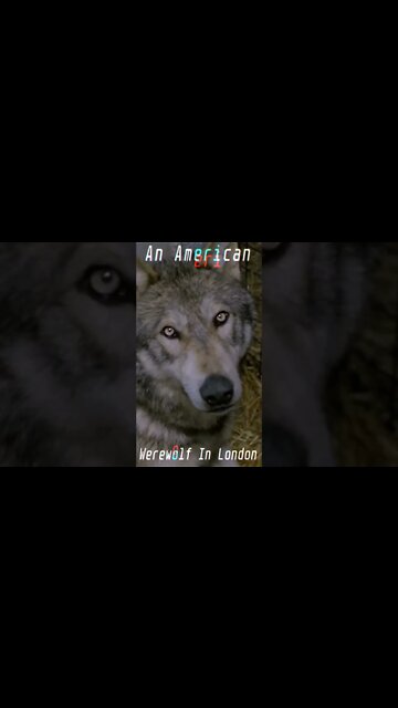 "A NAKED AMERICAN MAN STOLE MY BALLOONS" | AN AMERICAN WEREWOLF IN LONDON (1981)