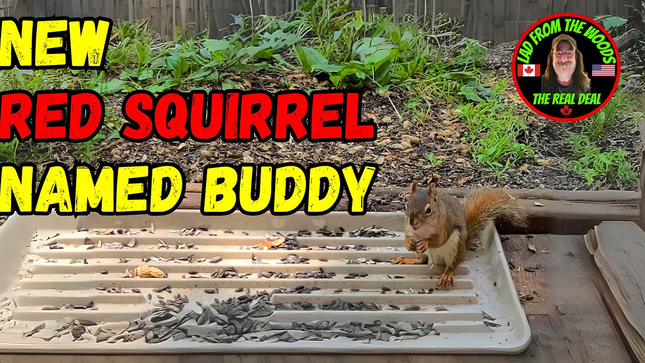 July 25th, 2023 | The Lads Vlog-002 | New Red Squirrel Named Buddy