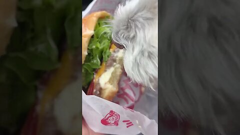 Doggo Eats Burger