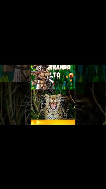 Onça Pintada Esturrando Alto na Fazenda do Seu Joaquim... #shorts s