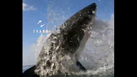 Great White Blasts High Out Of The Water